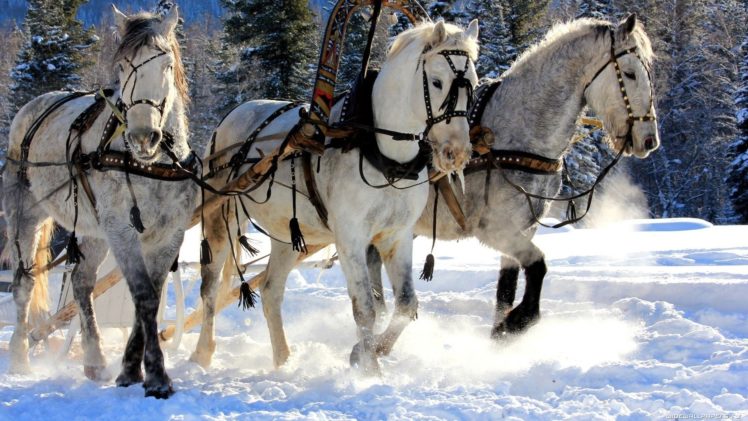 animals, Horses, Nature, Winter, Snow, Rustic, Trees HD Wallpaper Desktop Background