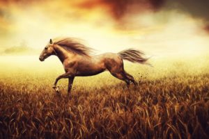animals, Horses, Landscapes, Grass
