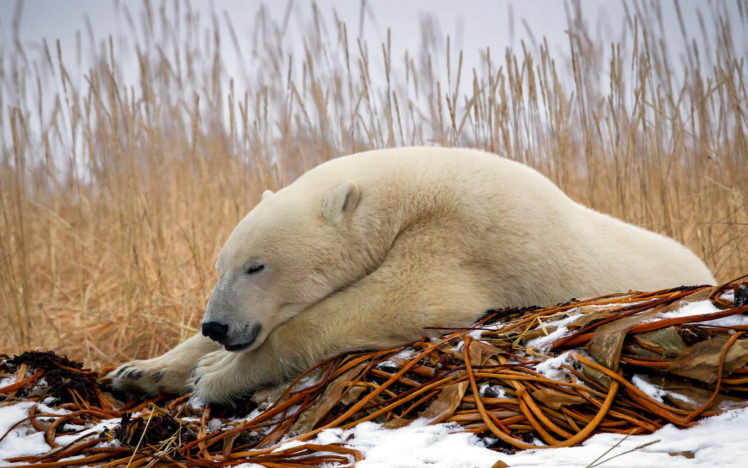 animals, Polar, Bears, Predator, Wildlife, Winter, Snow, Seasons, Nature HD Wallpaper Desktop Background