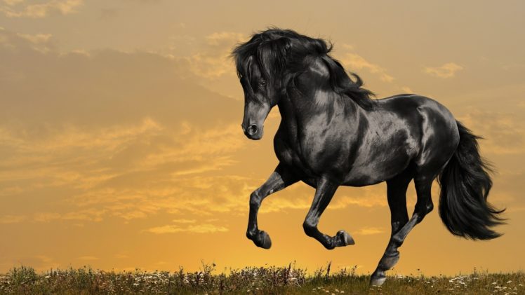animals, Horses, Manipulation, Cg, Digital, Art, Sky, Clods HD Wallpaper Desktop Background