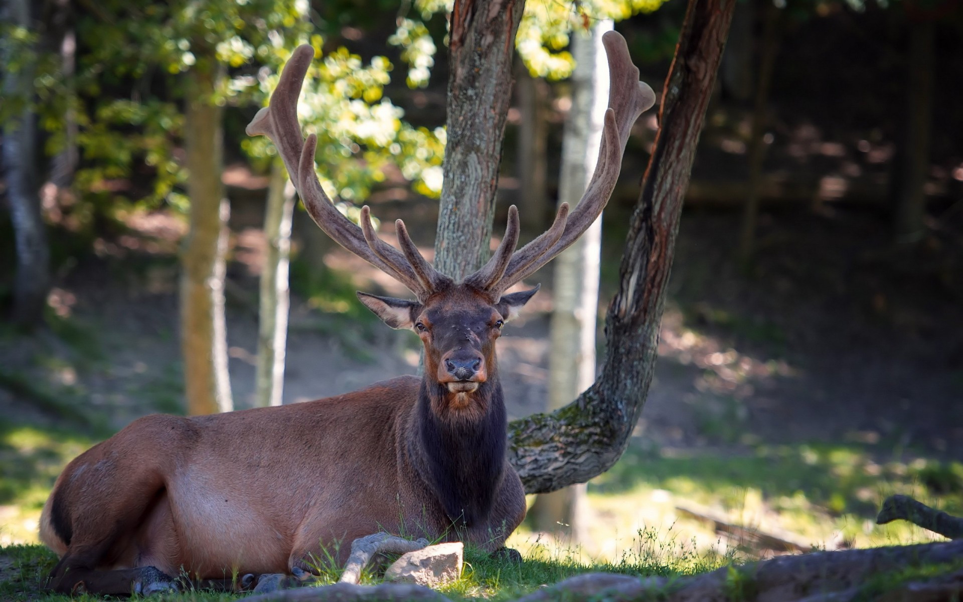 animals, Deer, Antler, Wildlife, Nature, Face, Eyes, Pov, Trees, Forest, Sunlight Wallpaper