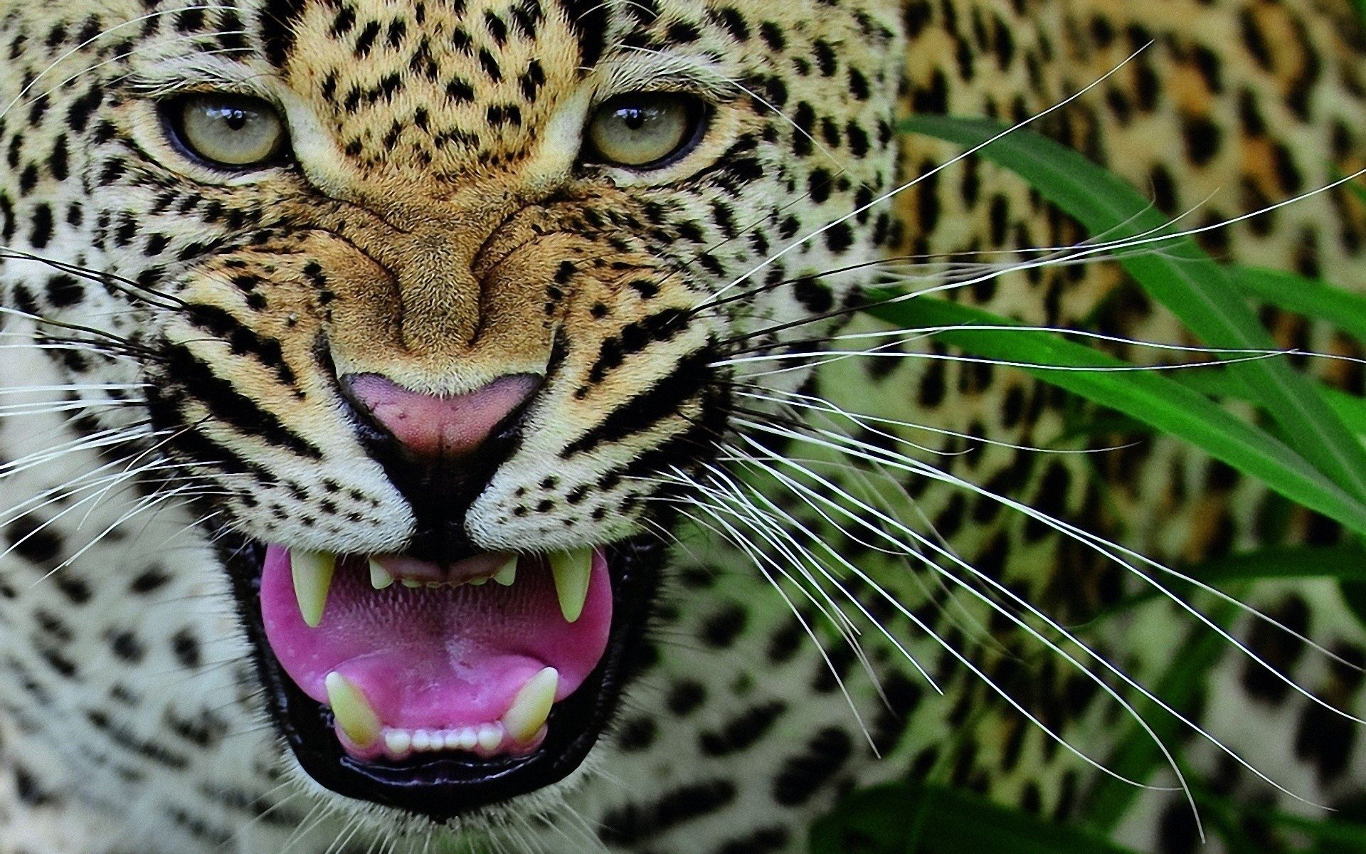 close up, Nature, Animals, Leopards Wallpaper