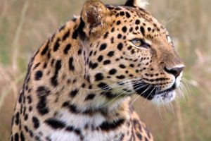 animals, Wildlife, Male, Leopards, Amur, Leopard