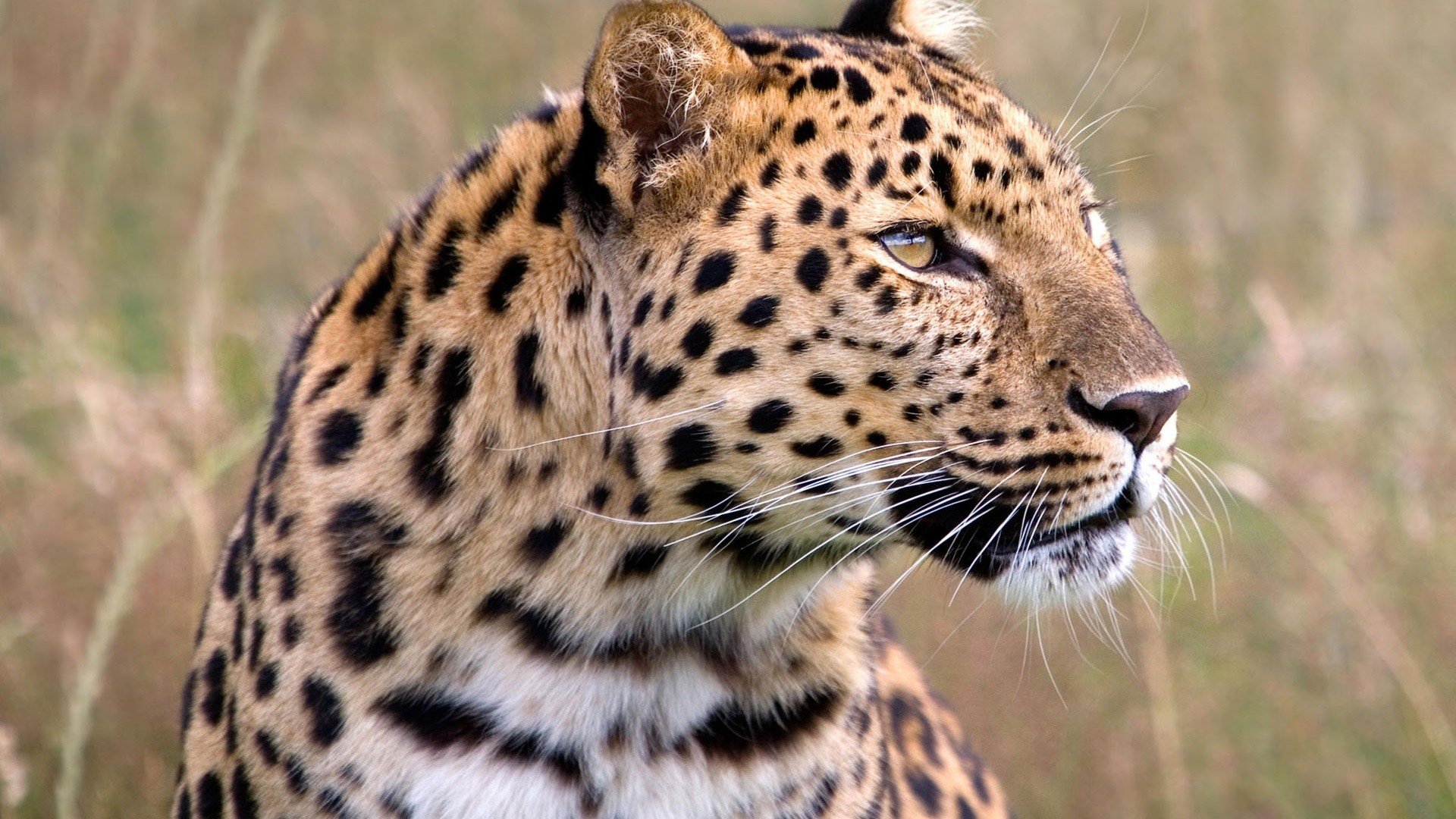 animals, Wildlife, Male, Leopards, Amur, Leopard ...