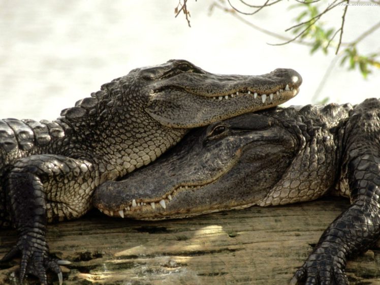 love, Animals, Crocodiles, Reptiles HD Wallpaper Desktop Background