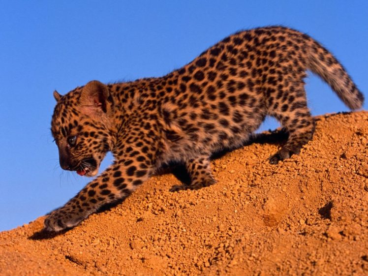 animals, Leopards HD Wallpaper Desktop Background