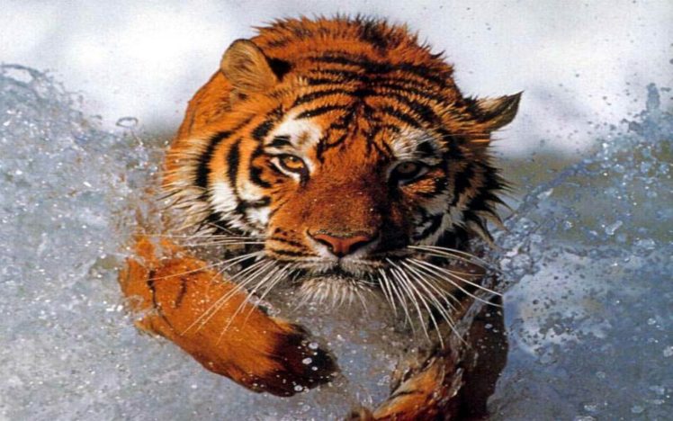 animals, Tigers HD Wallpaper Desktop Background