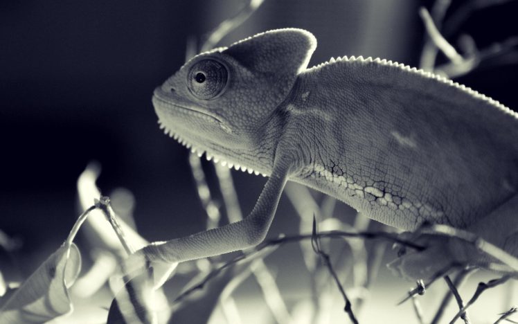 chameleons, Sepia HD Wallpaper Desktop Background