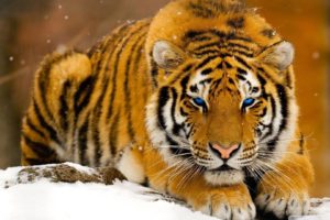 winter, Snow, Blue, Eyes, Animals, Tigers