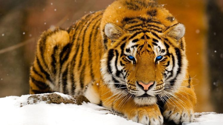 winter, Snow, Blue, Eyes, Animals, Tigers HD Wallpaper Desktop Background