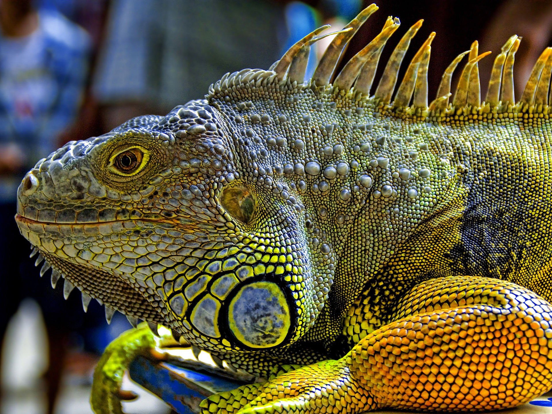close up, Reptiles, Iguana Wallpaper