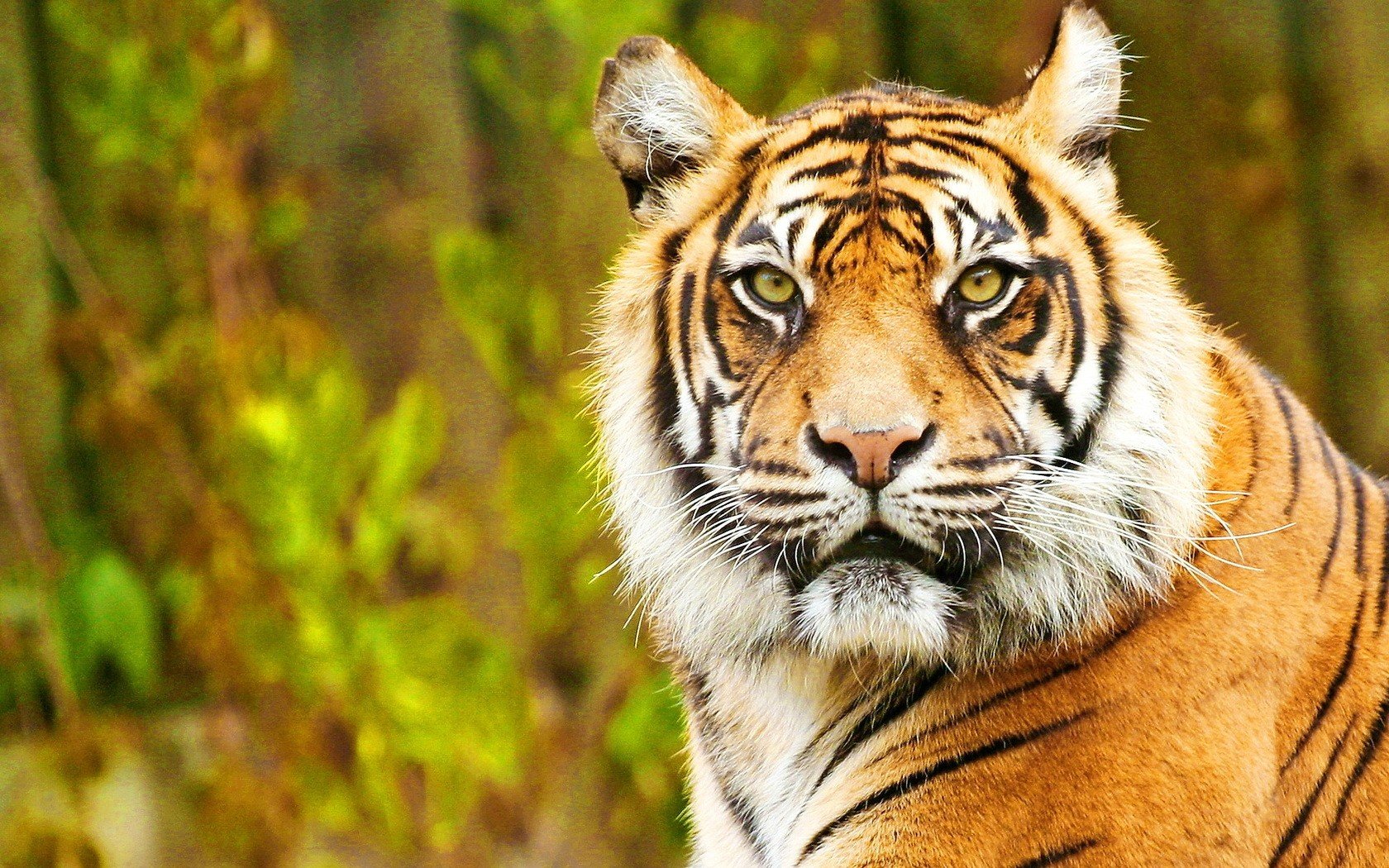 animals, Tigers, Feline Wallpaper