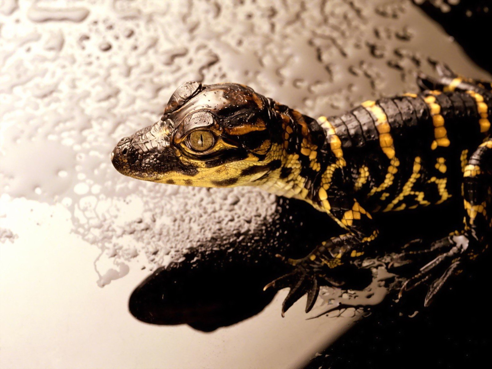 reptiles Wallpaper