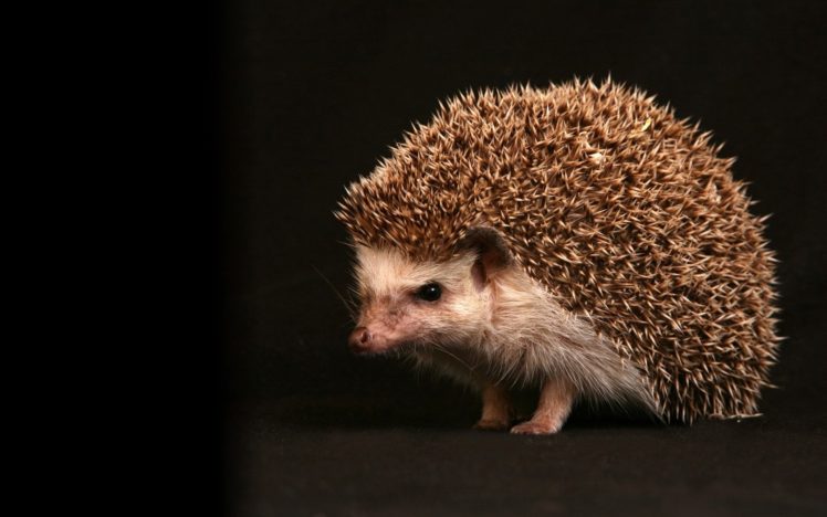 animals, Hedgehogs HD Wallpaper Desktop Background