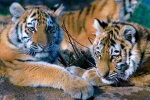 animals, Tigers
