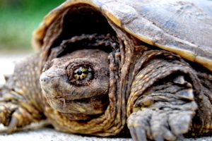 close up, Turtles, Tortoise