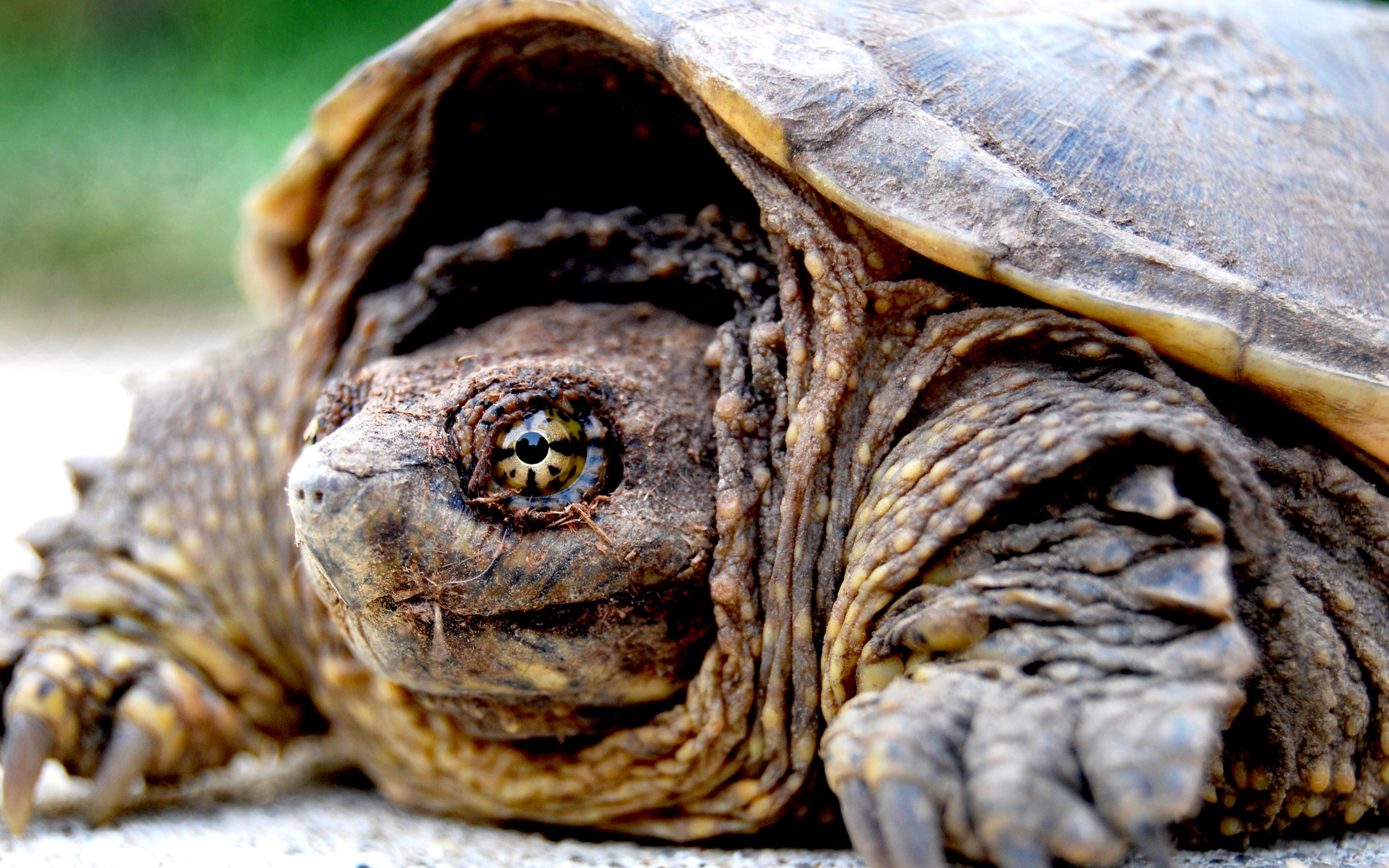 close up, Turtles, Tortoise Wallpaper