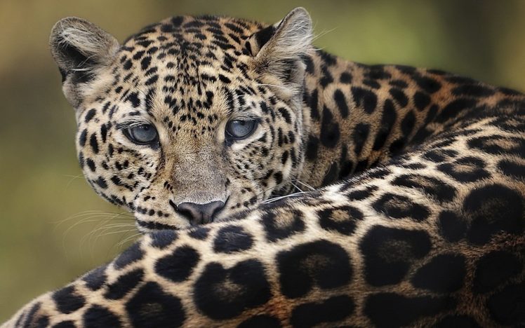 animals, Amur, Leopard HD Wallpaper Desktop Background