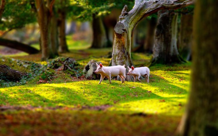 nature, Animals, Pigs HD Wallpaper Desktop Background