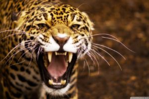 nature, Animals, Jaguars