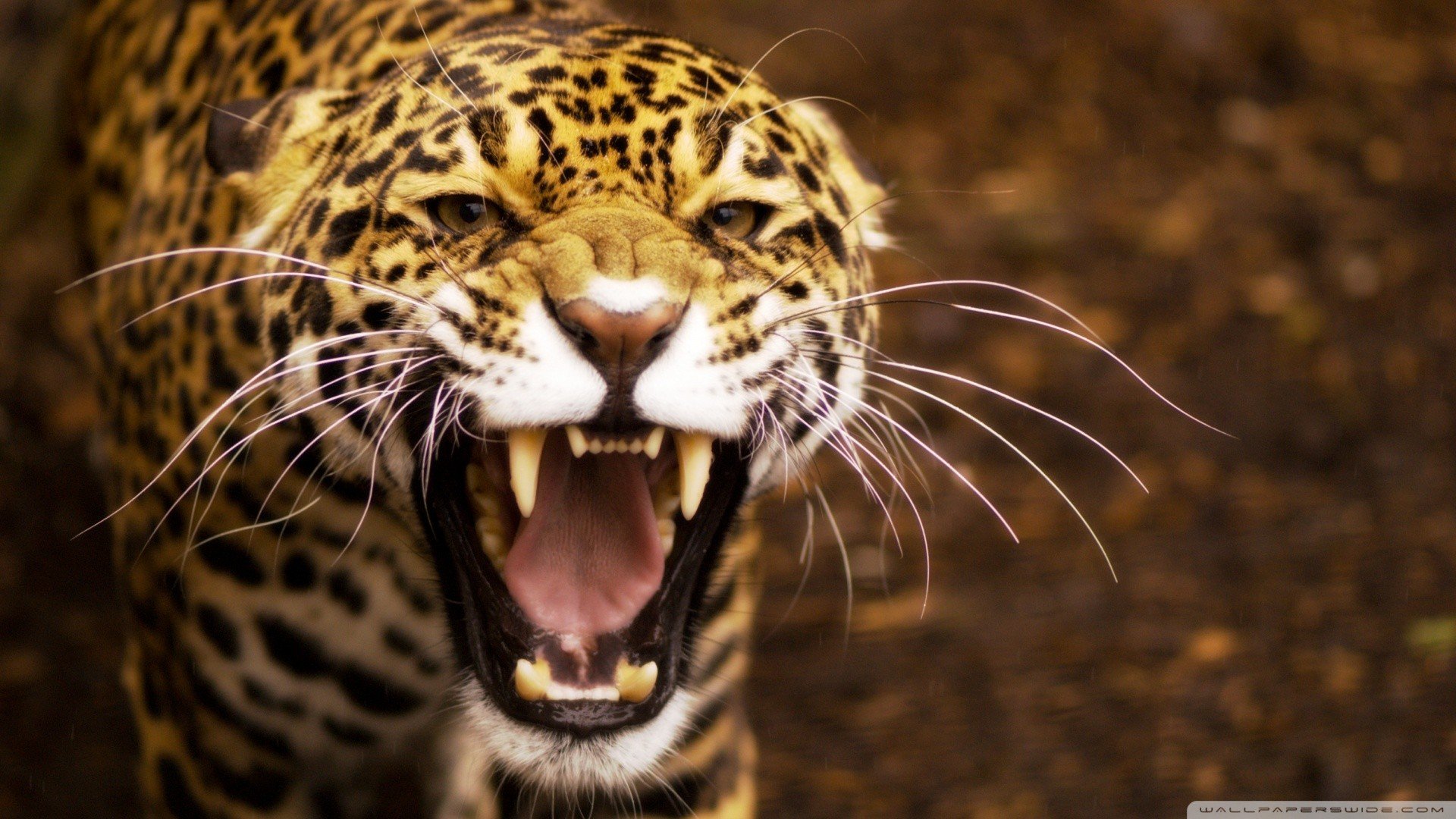 nature, Animals, Jaguars Wallpaper