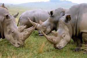animals, Rhinoceros