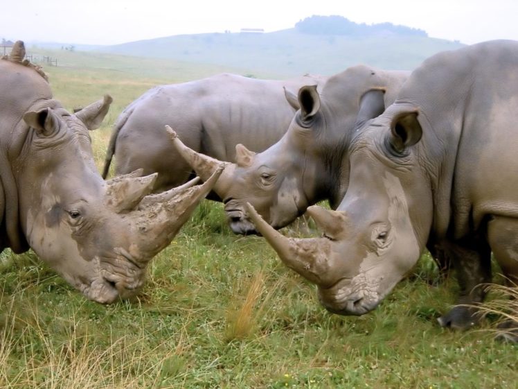 animals, Rhinoceros HD Wallpaper Desktop Background
