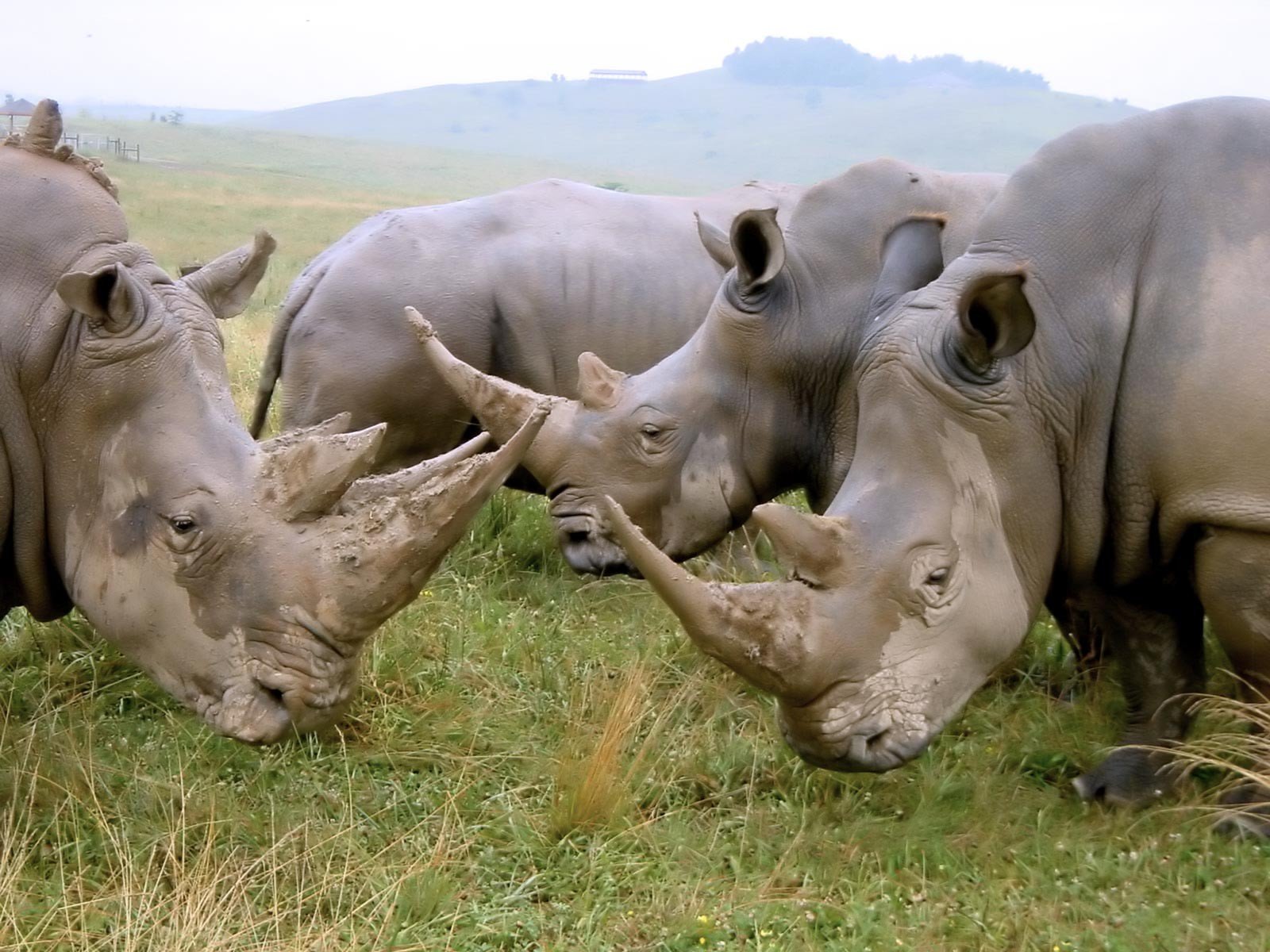 animals, Rhinoceros Wallpaper