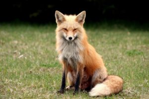 nature, Animals, Foxes