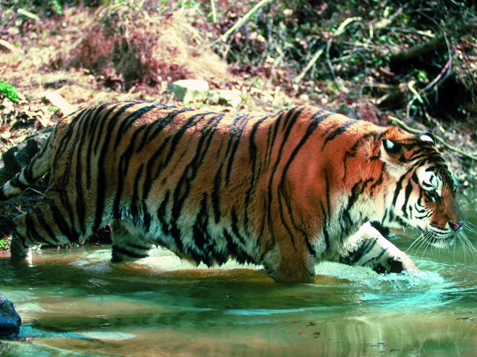 tigers Wallpaper