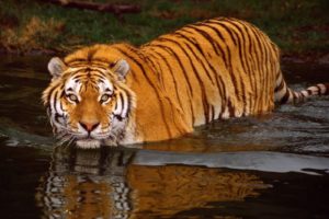 water, Animals, Tigers, Feline