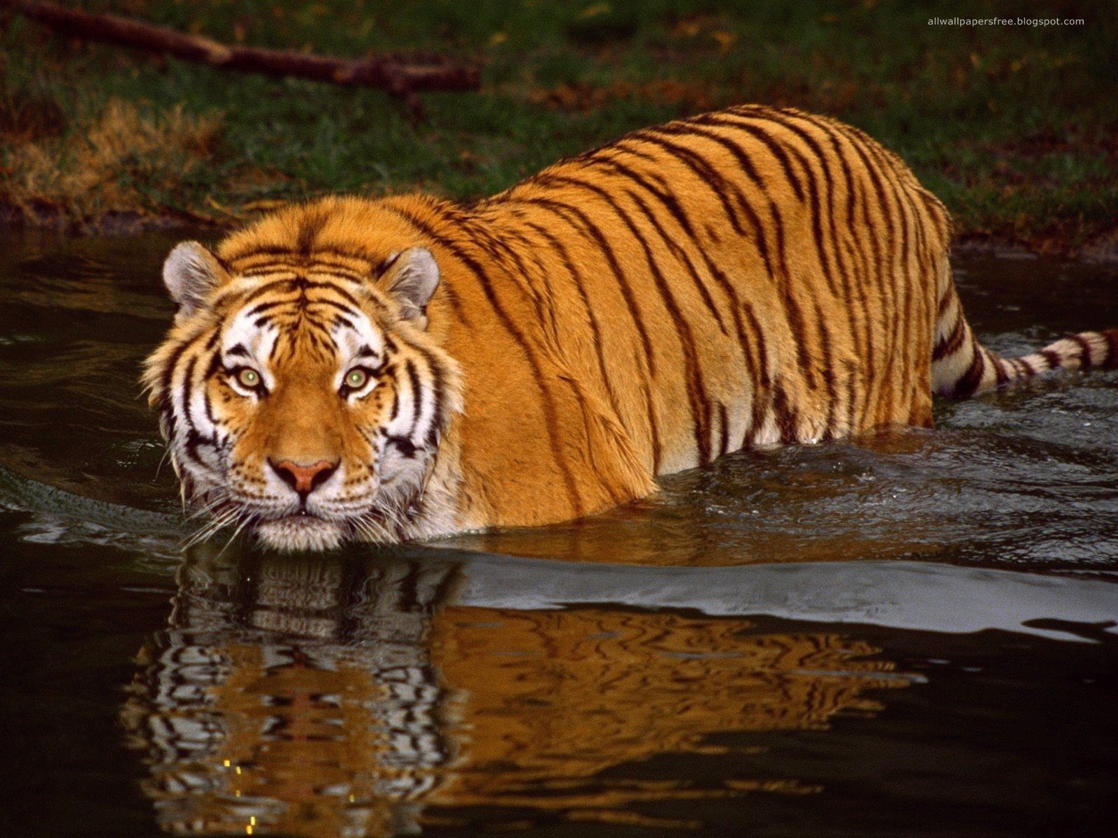 water, Animals, Tigers, Feline Wallpaper