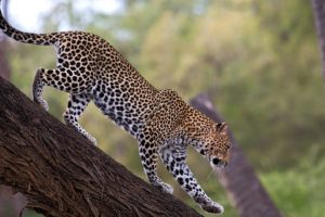 animals, Cheetahs, National, African, Kenya