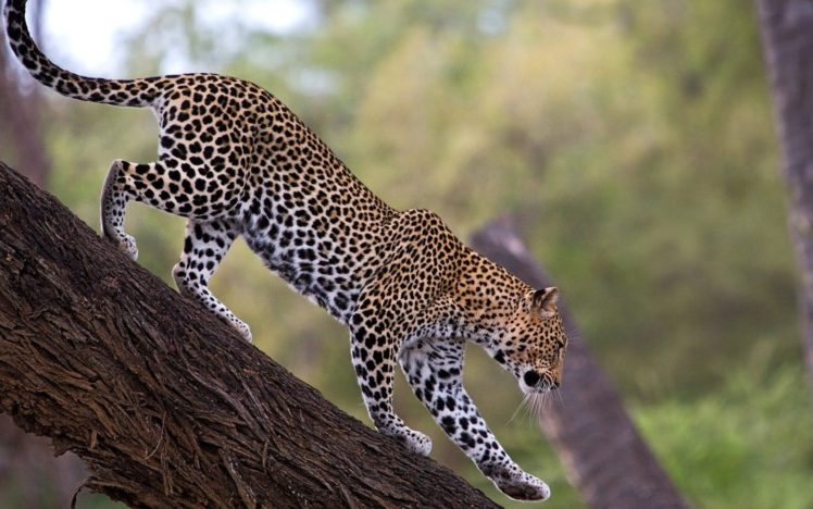 animals, Cheetahs, National, African, Kenya HD Wallpaper Desktop Background