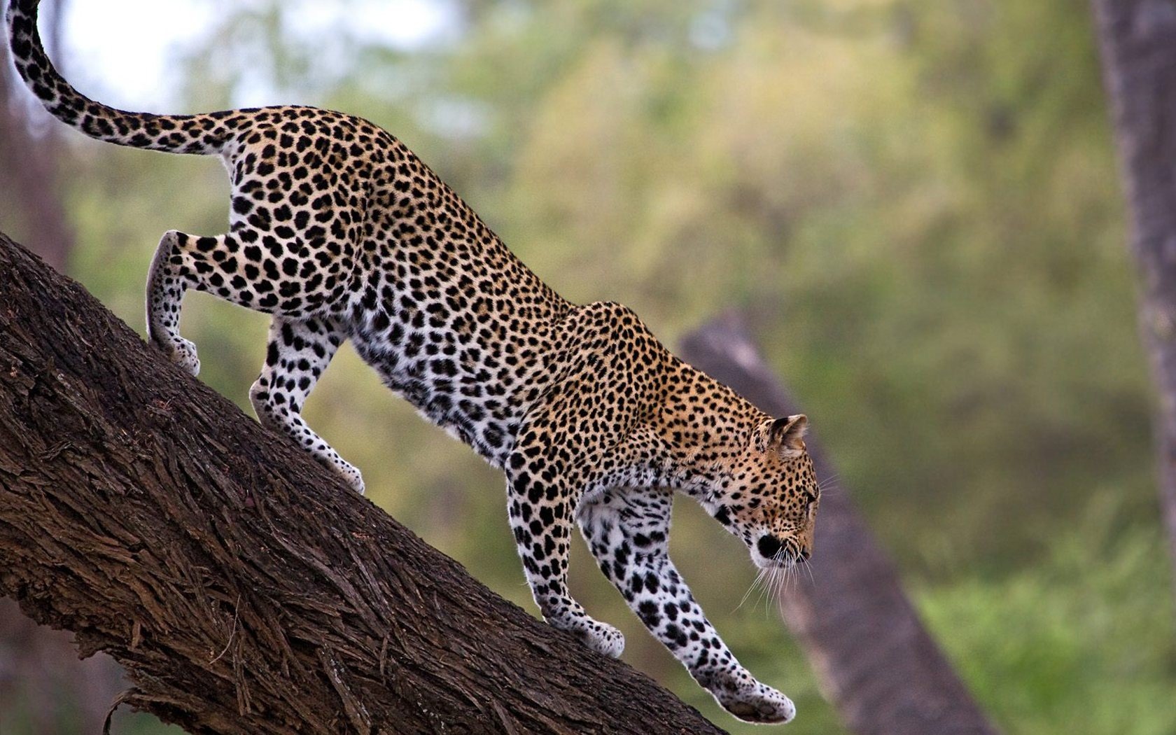 animals, Cheetahs, National, African, Kenya Wallpaper