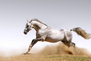 white, Horse