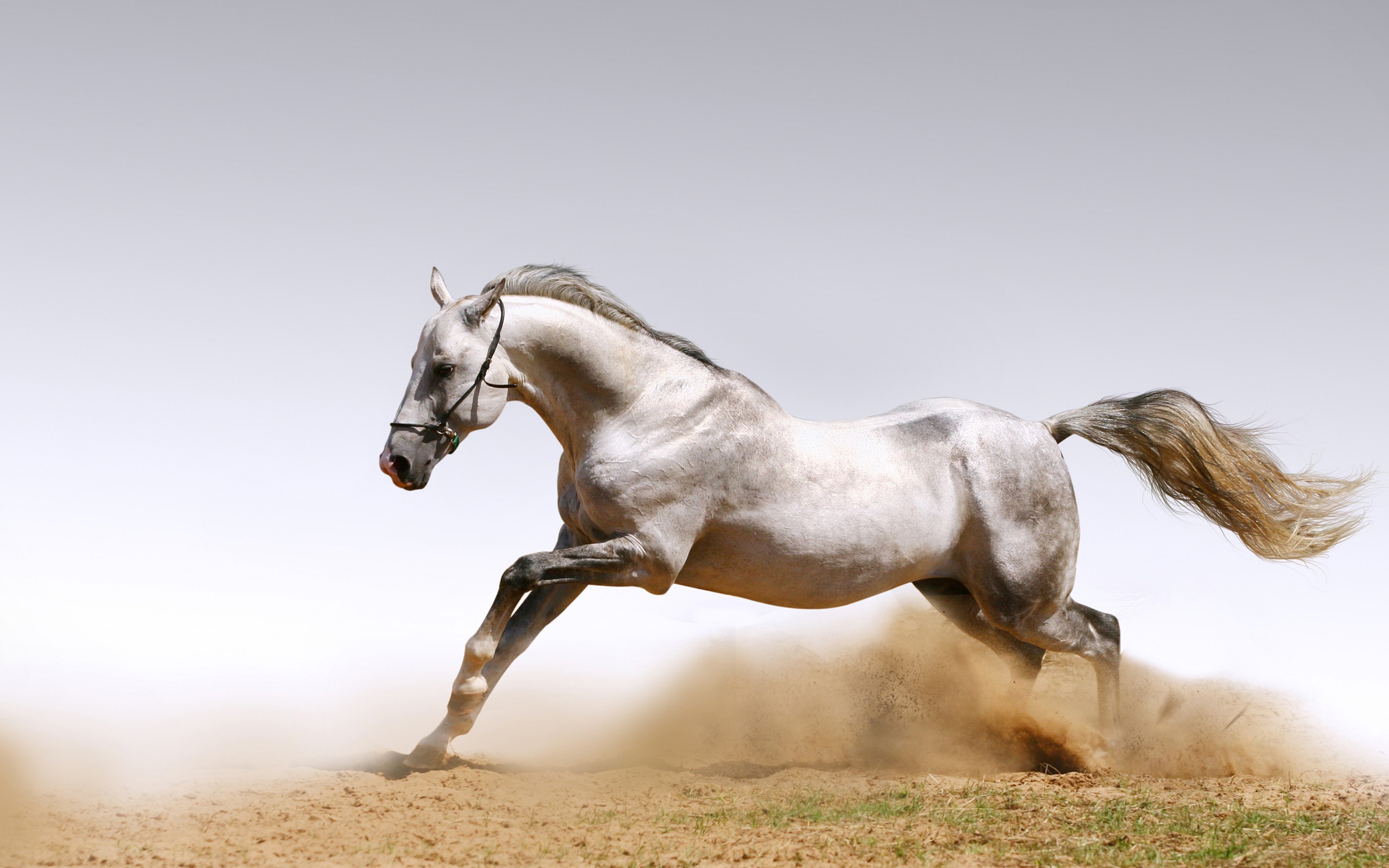white, Horse Wallpaper