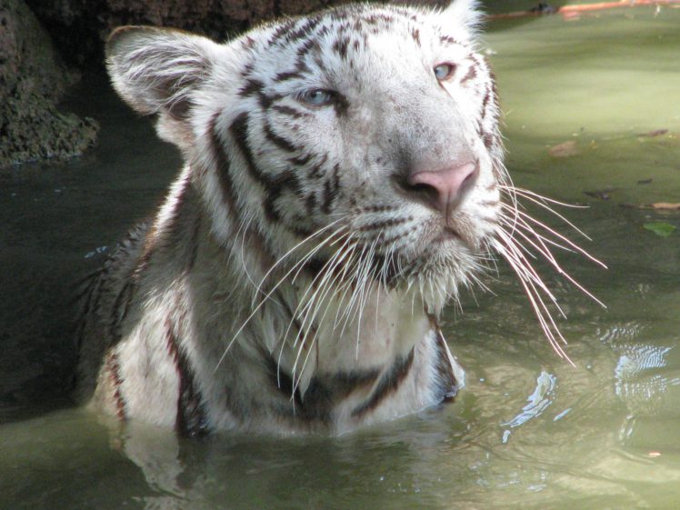 animals, Tigers, White, Tiger HD Wallpaper Desktop Background