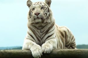 white, Tiger, Bengal