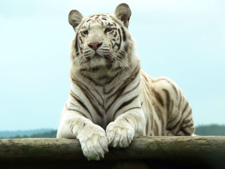 white, Tiger, Bengal HD Wallpaper Desktop Background