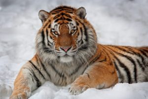 snow, Animals, Tigers