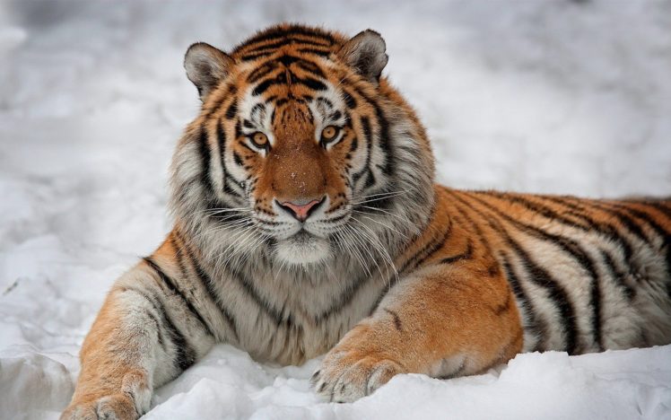 snow, Animals, Tigers HD Wallpaper Desktop Background