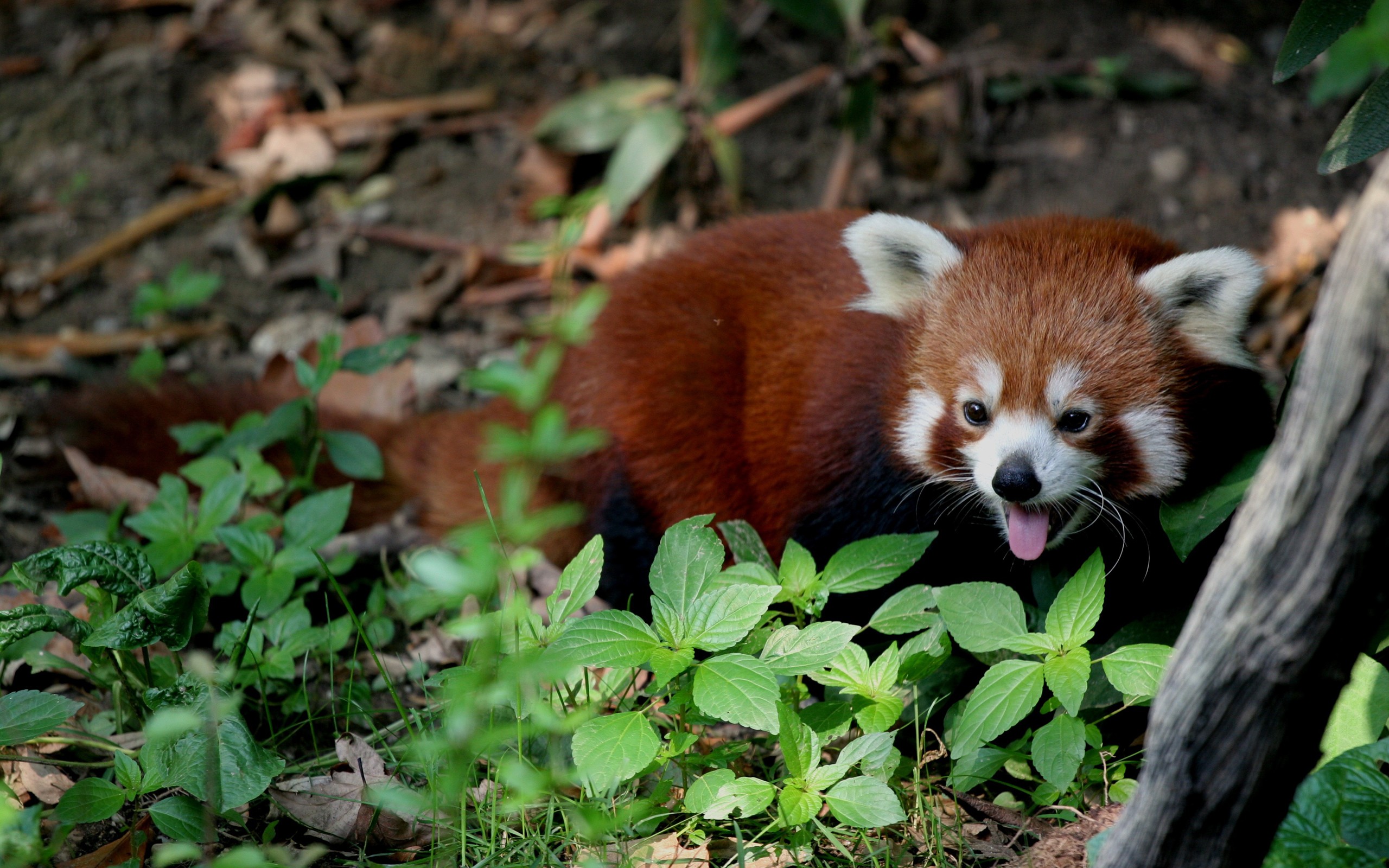 red, Panda Wallpaper