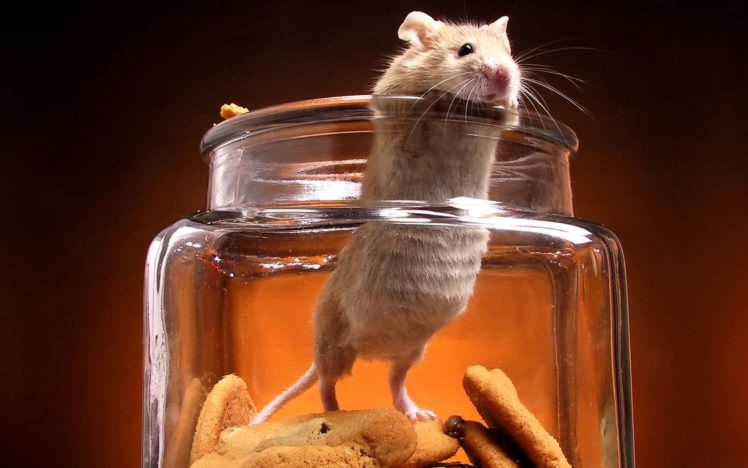animals, Cookies, Mice, Jars HD Wallpaper Desktop Background