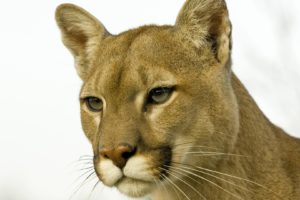 animals, Cougars, Profile