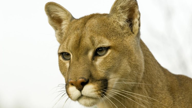 animals, Cougars, Profile HD Wallpaper Desktop Background