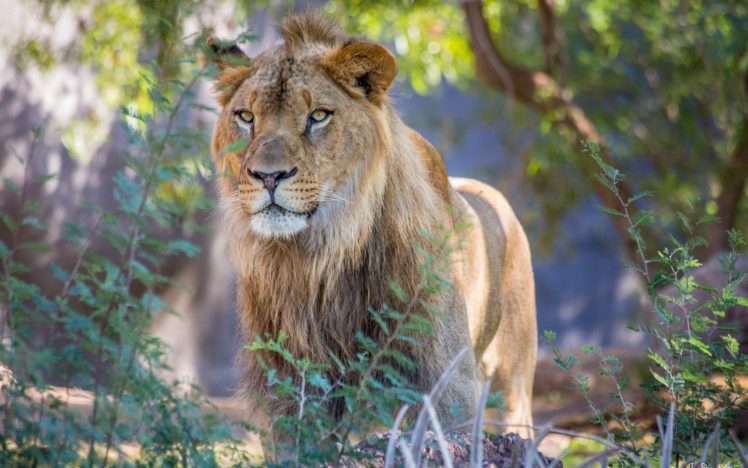 animals, Lions, Wild, Cats HD Wallpaper Desktop Background