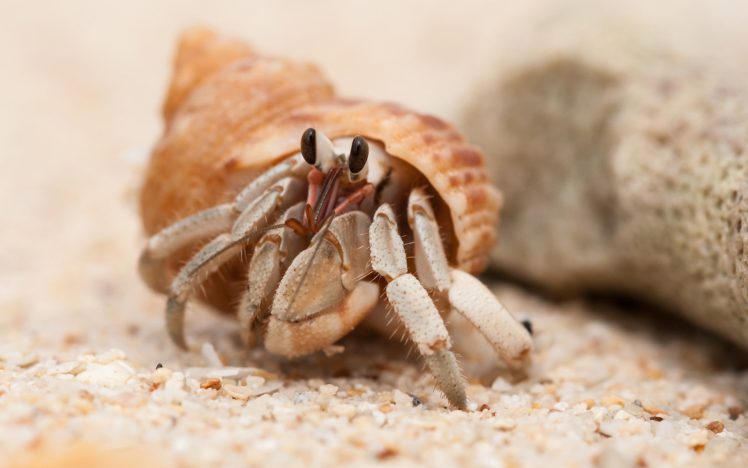 sand, Animals, Hermit, Crabs HD Wallpaper Desktop Background