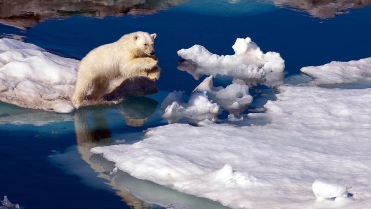 polar, Bear HD Wallpaper Desktop Background