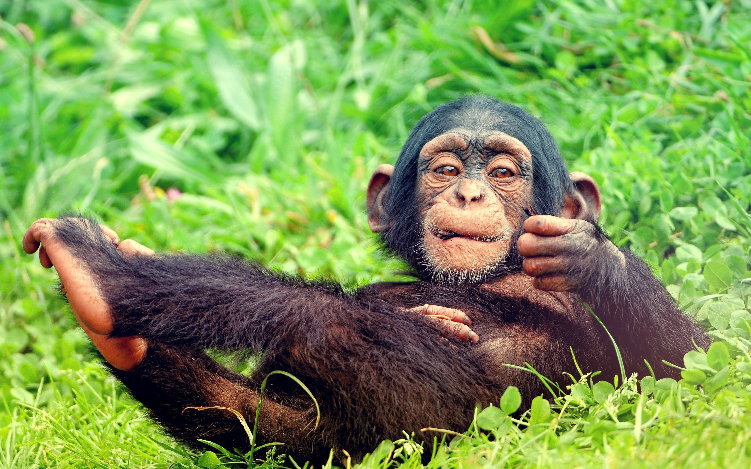 animals, Leaves, Lying, Down, Monkeys, Chimpanzee, Baby, Animals Wallpaper